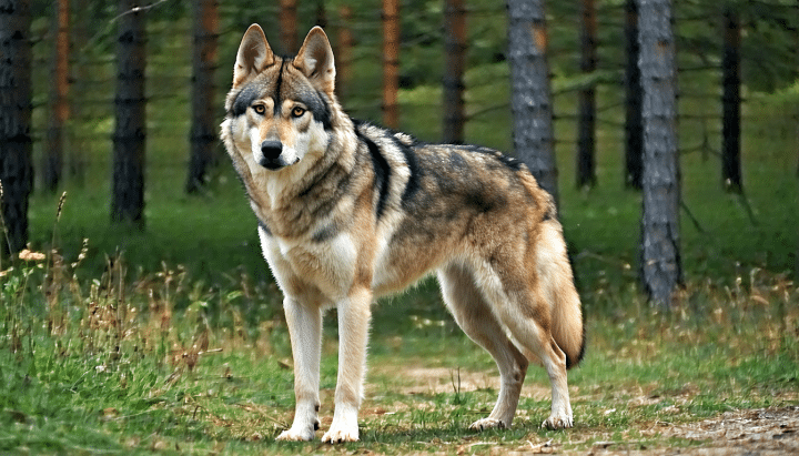 découvrez les caractéristiques uniques des chiens loups tchécoslovaques élevés au val de bern, alliant beauté, intelligence et fidélité.