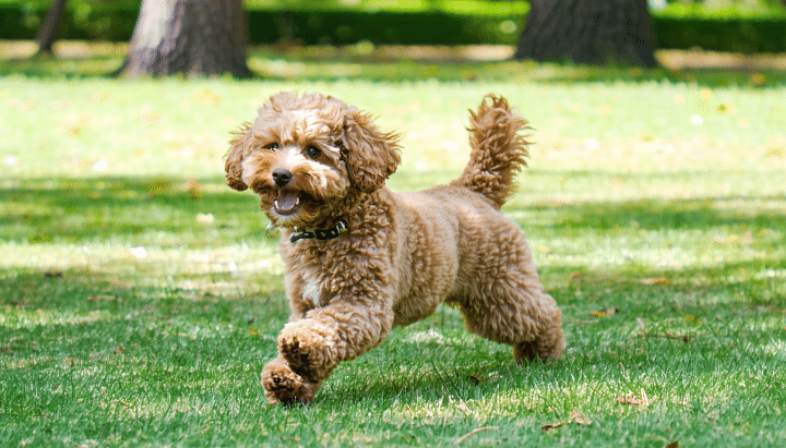 découvrez nos conseils pour trouver un caniche toy à vendre entre particuliers et faire un choix parfait. guide pratique pour adopter votre compagnon idéal en toute sérénité.