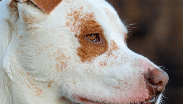 découvrez pourquoi les poils blancs de votre chien deviennent roux et apprenez des solutions efficaces pour préserver la belle couleur naturelle de son pelage.