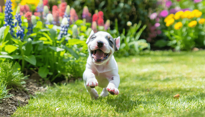 découvrez comment adopter un chiot bull terrier en toute sécurité et légalement. guide complet pour assurer le bien-être de votre futur compagnon et respecter les démarches administratives.