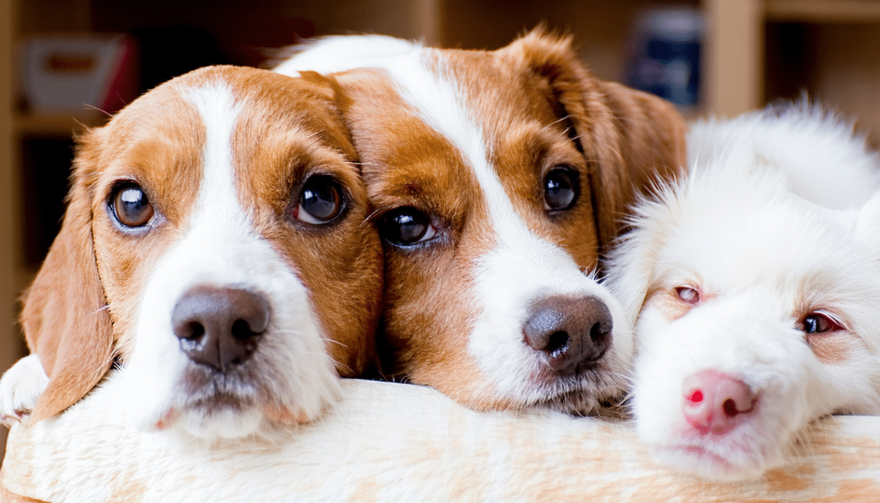découvrez comment adopter un chien gratuitement près de remiremont avec nos conseils pratiques et une sélection d'adresses locales pour trouver votre compagnon idéal.