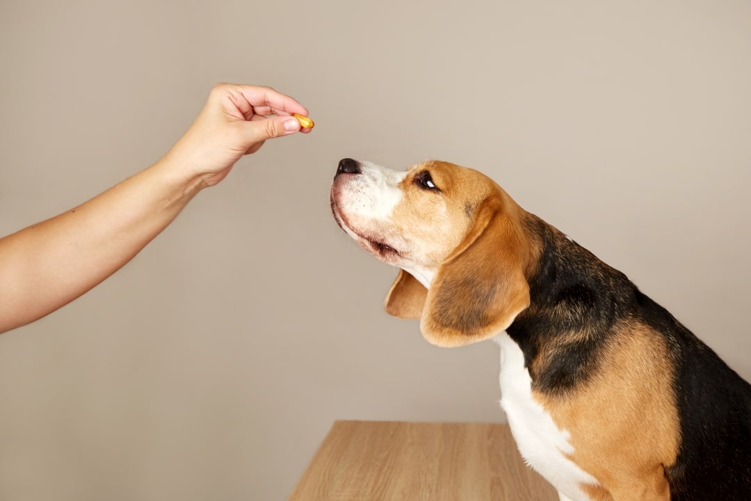 complement alimentaire chien