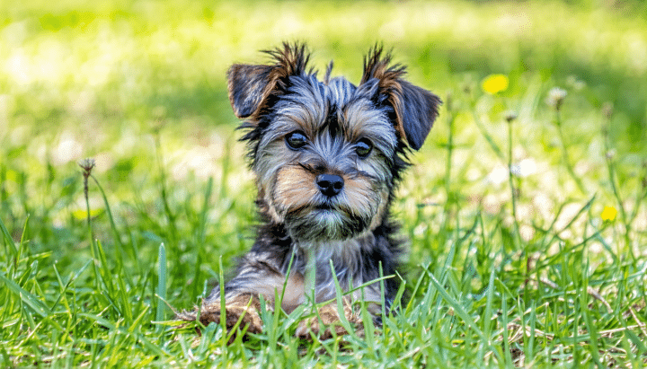 découvrez comment adopter gratuitement un chien de petite taille près d'aix-en-provence grâce à nos conseils pratiques et profitez d'une nouvelle compagnie fidèle.