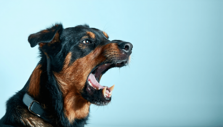 découvrez comment réagir efficacement et sereinement lorsqu'un chien grogne sur un membre de la famille, pour assurer la sécurité de tous et instaurer une bonne communication avec votre animal.