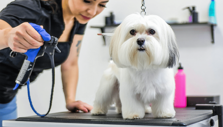 découvrez notre sélection des meilleurs salons de toilettage pour chien à boulogne-billancourt, pour offrir à votre compagnon un soin de qualité et un style parfait.