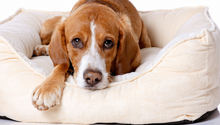 découvrez les étapes essentielles pour soigner efficacement une griffe de chien à vif et prévenir les infections, assurant ainsi le bien-être de votre animal.