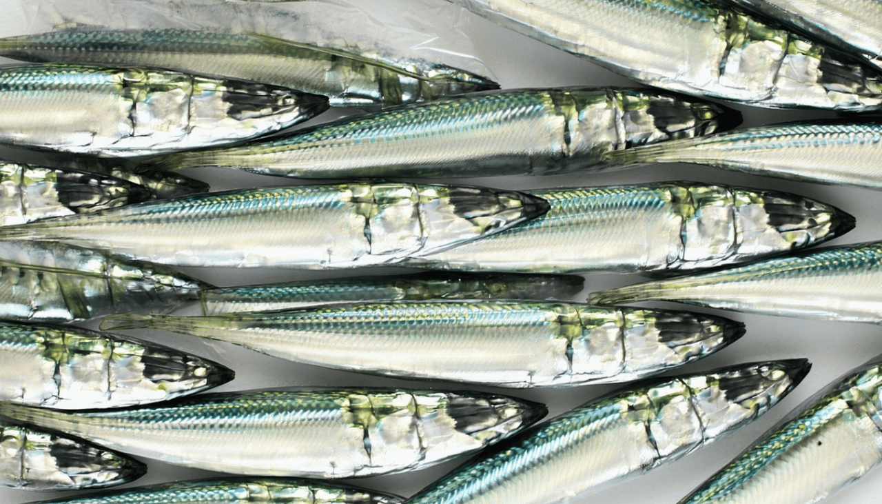 découvrez si vous devez vider les sardines avant de les donner à votre chat ou les lui offrir entières, pour assurer sa santé et son bien-être.