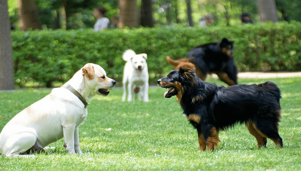 découvrez les étapes clés pour socialiser un chien adulte agressif et réussir sa transformation grâce à des conseils pratiques et adaptés.