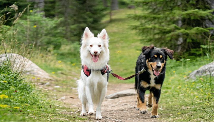 découvrez quelle race de chien allie sportivité et calme, parfaite pour vous accompagner lors de vos randonnées en pleine nature.