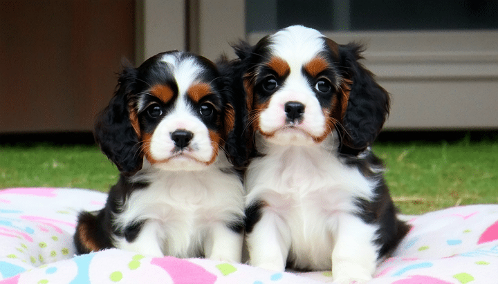 découvrez nos conseils pour choisir un élevage de cavalier king charles fiable et garantir un chiot en bonne santé, élevé dans de bonnes conditions.