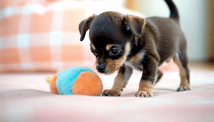 découvrez notre guide complet pour trouver un chihuahua à vendre pas cher chez des éleveurs responsables, alliant qualité et bien-être animal.