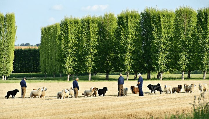 découvrez tout sur l'élevage de la plaine des peupliers, spécialistes reconnus des chiens de travail, leur passion, leur expertise et leurs conseils pour choisir et élever vos compagnons fidèles.