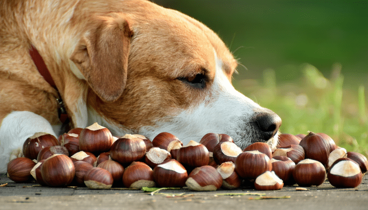 découvrez si les châtaignes sont sans danger pour votre chien, leurs effets potentiels sur sa santé et les précautions à prendre avant de les lui donner.