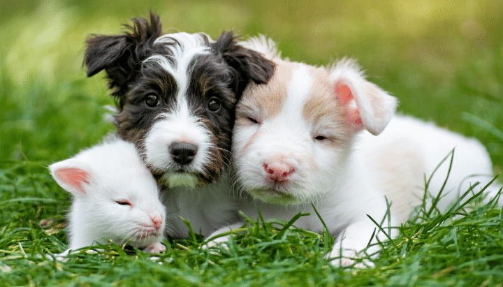 découvrez comment la société protectrice des animaux d'arras encourage les adoptions responsables en offrant soutien, conseils et soins pour le bien-être des animaux.