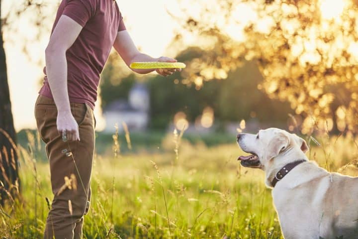 education chien par Esprit Dog
