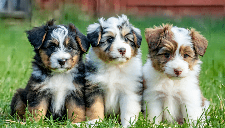 découvrez le top 7 des races de chiots les plus mignons, parfaites pour vivre en appartement. idéal pour trouver votre compagnon à quatre pattes adapté à un espace restreint.