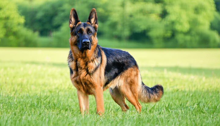 découvrez la taille adulte idéale d'un berger allemand croisé malinois, ses caractéristiques physiques et comment mesurer correctement votre chien pour assurer sa santé et son bien-être.