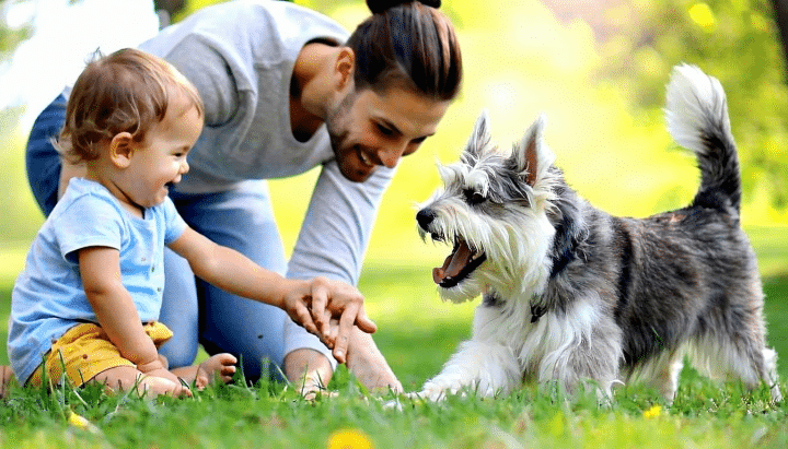 découvrez quelle race de chien commençant par la lettre e est parfaite pour les familles avec enfants, alliant douceur, énergie et compagnie idéale.