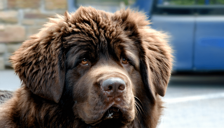 découvrez le prix d'un chien terre-neuve et obtenez des conseils pour bien choisir votre futur compagnon fidèle et affectueux.