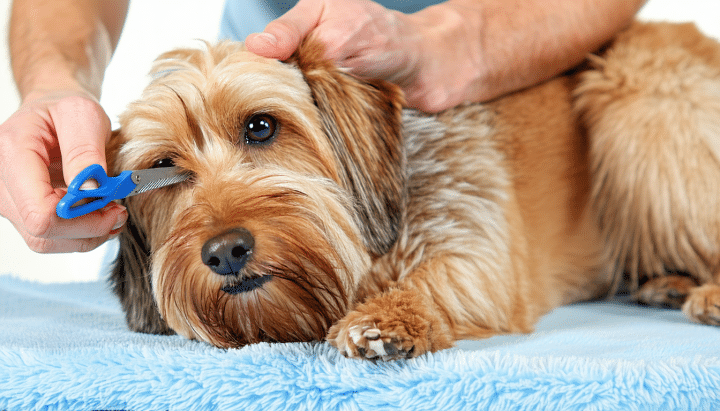 découvrez comment tondre votre chien en toute sécurité sans tondeuse, en utilisant des ciseaux adaptés pour un résultat propre et sans stress.
