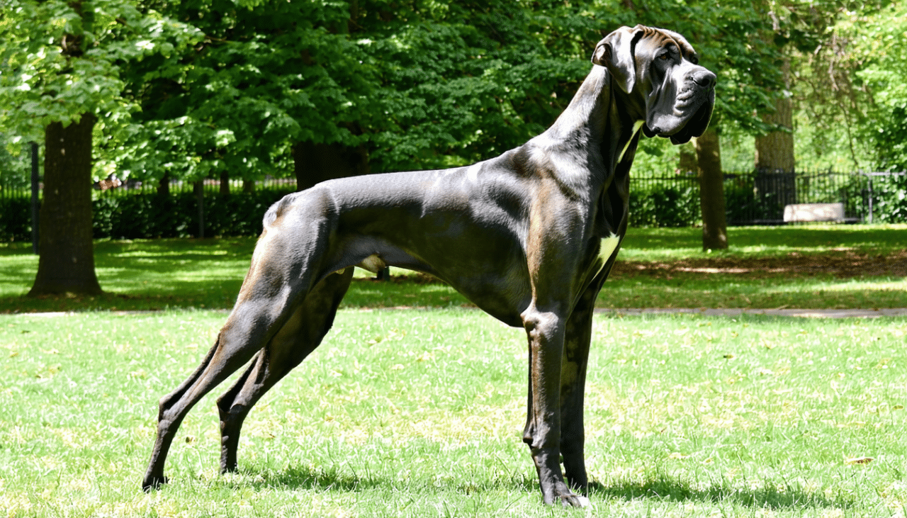 découvrez comment adopter gratuitement un dogue allemand près de chez vous grâce à nos conseils pratiques et ressources locales pour trouver votre compagnon idéal.