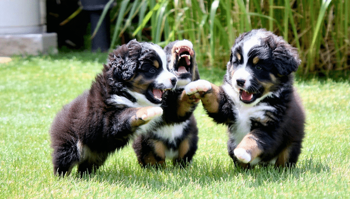 découvrez nos conseils pour choisir un élevage de qualité et trouver des chiots bouvier bernois à vendre en toute confiance.