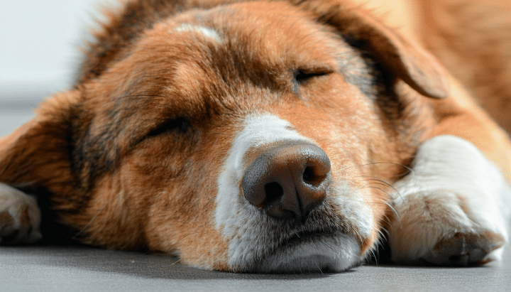 découvrez comment reconnaître facilement si votre chien a de la fièvre et quels signes surveiller pour agir rapidement et prendre soin de sa santé.