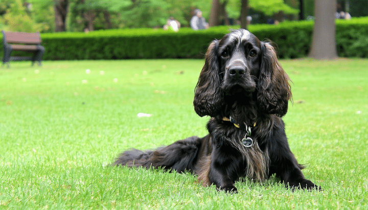 découvrez où acheter un chiot cocker américain en france, issu d'élevages responsables garantissant santé et bien-être de votre futur compagnon.
