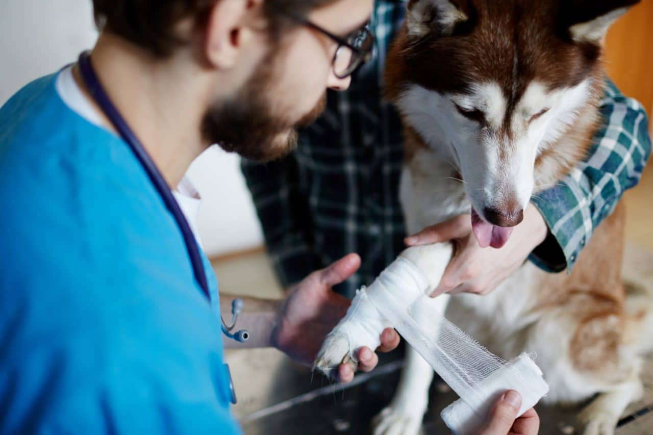 urgence veterinaire Paris