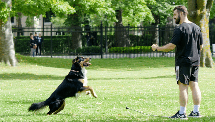 découvrez comment un éducateur canin à aix-les-bains peut renforcer le rappel de votre chien grâce à des méthodes professionnelles et adaptées à ses besoins.