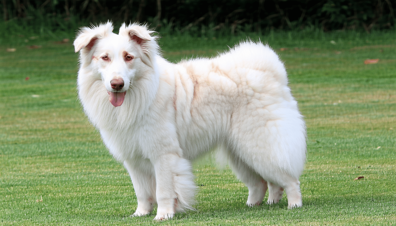découvrez les caractéristiques uniques et le mode de vie du chien berger de la crau, un compagnon fidèle et adapté aux environnements ruraux. apprenez tout sur cette race authentique et ses qualités exceptionnelles.