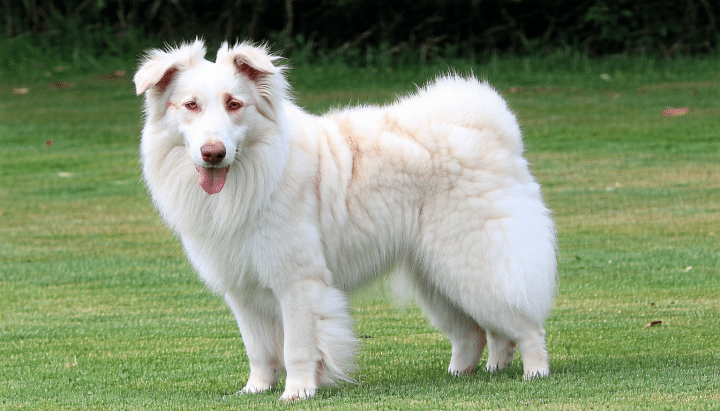 découvrez les caractéristiques uniques et le mode de vie du chien berger de la crau, un compagnon fidèle et adapté aux environnements ruraux. apprenez tout sur cette race authentique et ses qualités exceptionnelles.