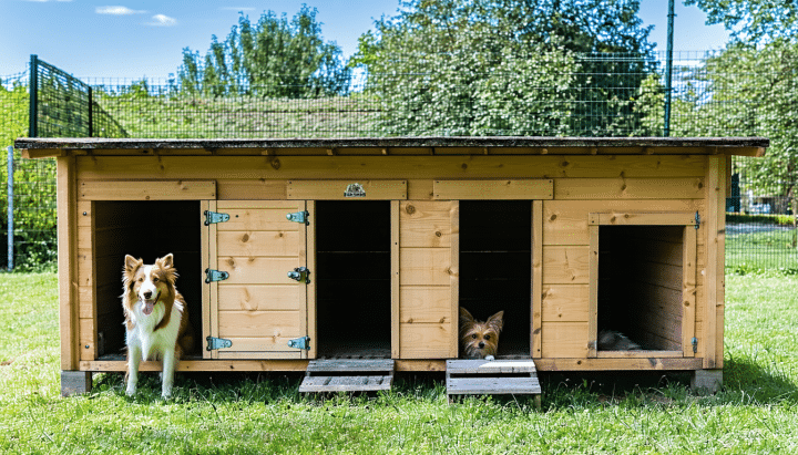 découvrez nos conseils pour trouver un chiot à donner en alsace, dans le haut-rhin, et réussir votre adoption en toute sérénité.