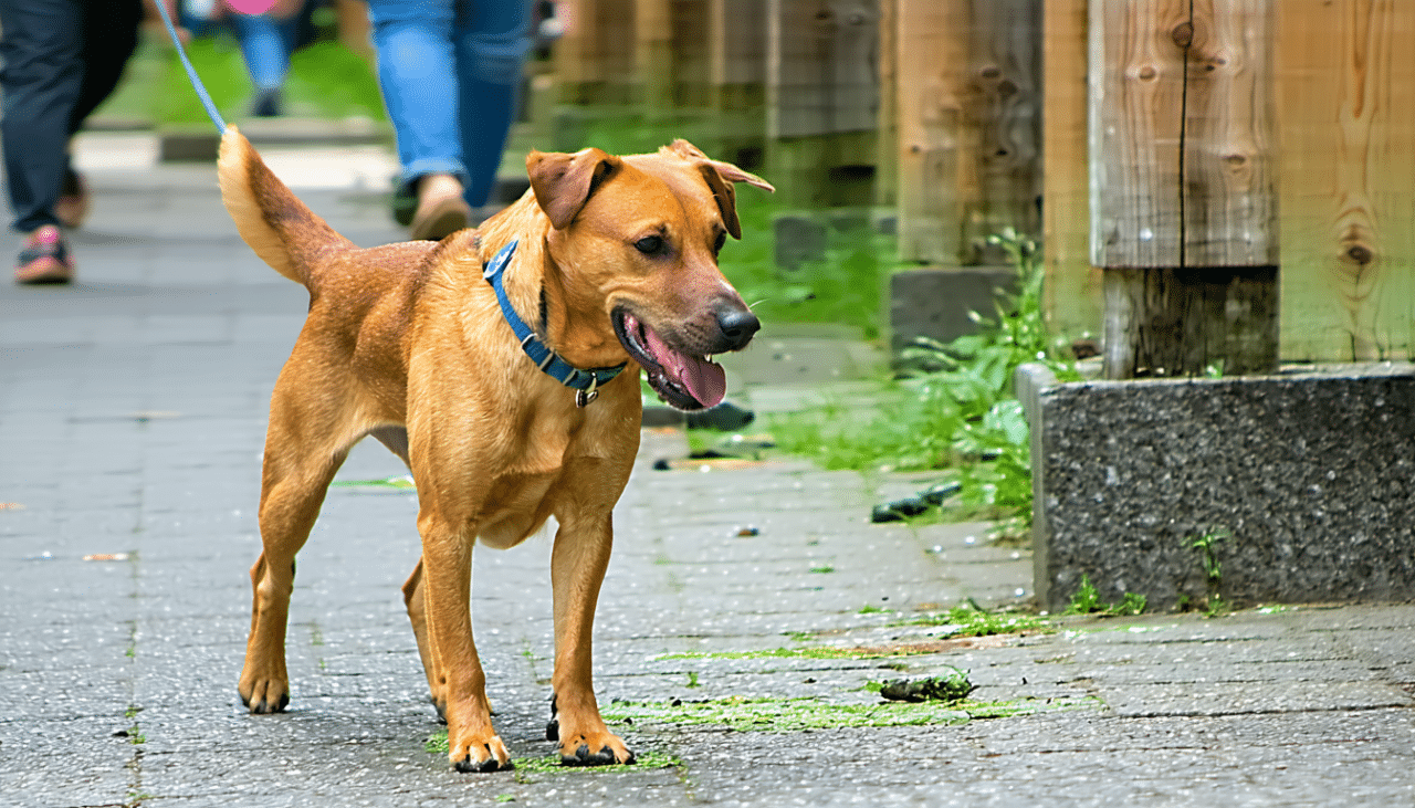 découvrez des solutions pratiques et légales pour gérer efficacement une crotte de chien devant chez vous, tout en respectant les règles et le voisinage.