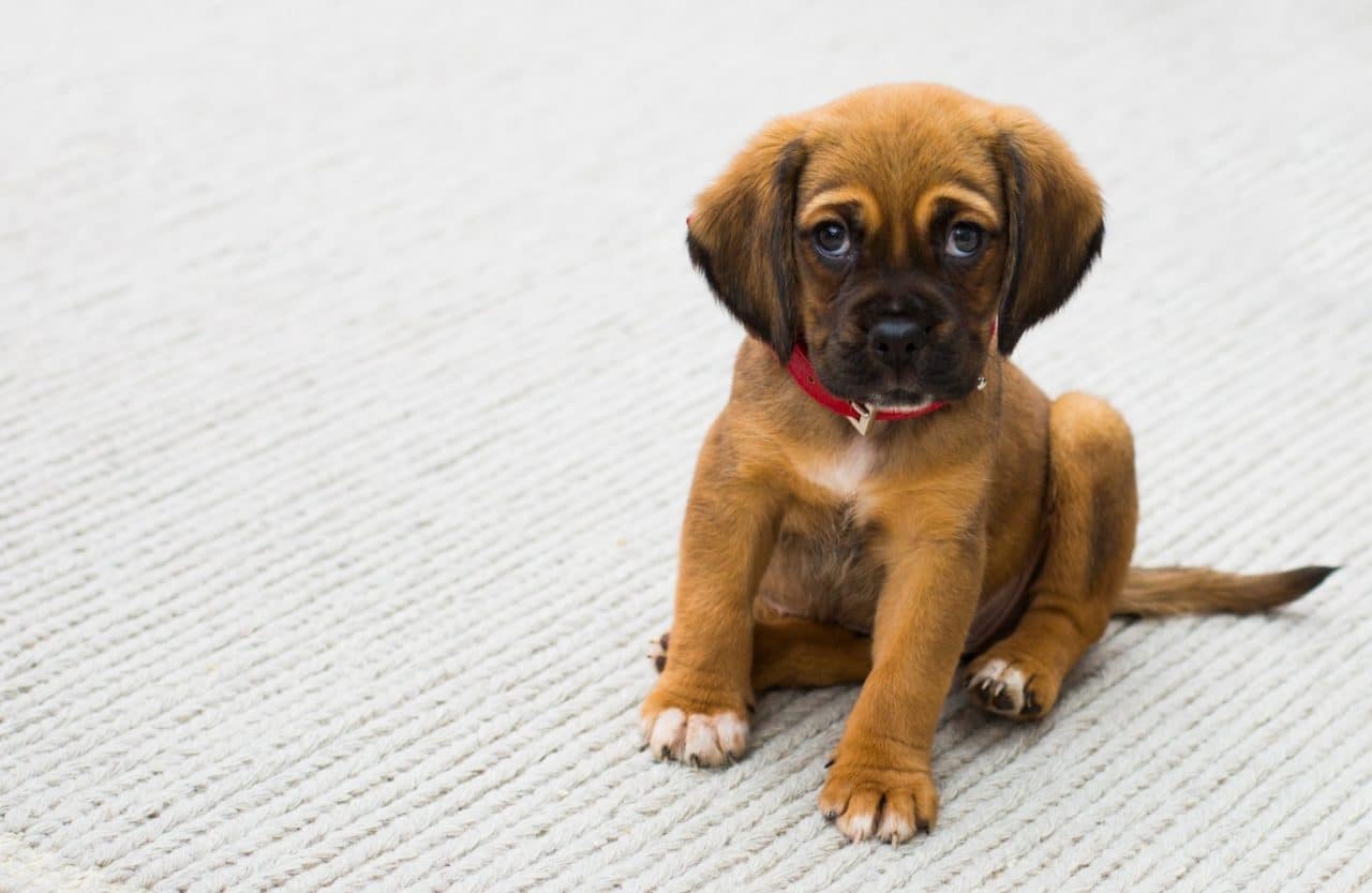 Comment vérifier le sérieux d'un éleveur avant de réserver un chiot ou un chaton ?