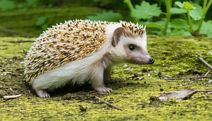 découvrez nos conseils pour protéger les hérissons dans votre jardin et favoriser leur habitat naturel. guide pratique par vosges matin bassin de rambervillers.
