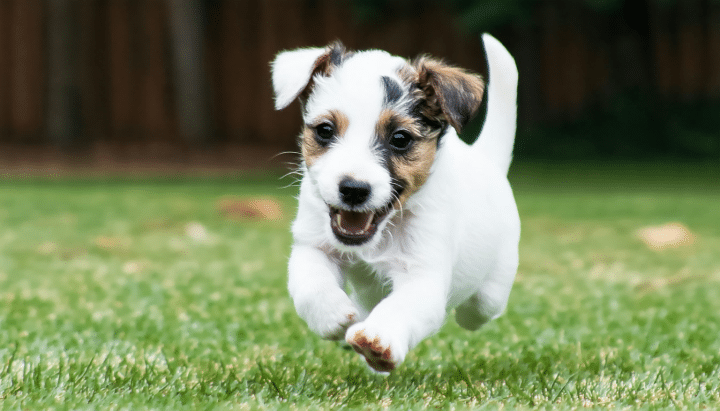 découvrez les meilleures méthodes pour éduquer un puppy parson jack russell terrier et assurer une socialisation réussie, grâce à des conseils adaptés à cette race dynamique et intelligente.