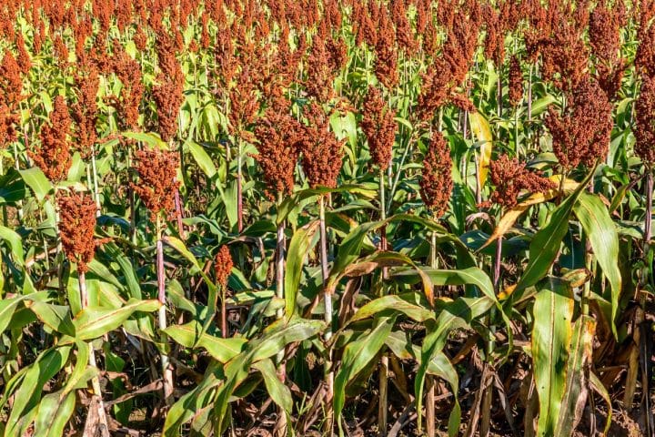 millet en grappe pour oiseaux