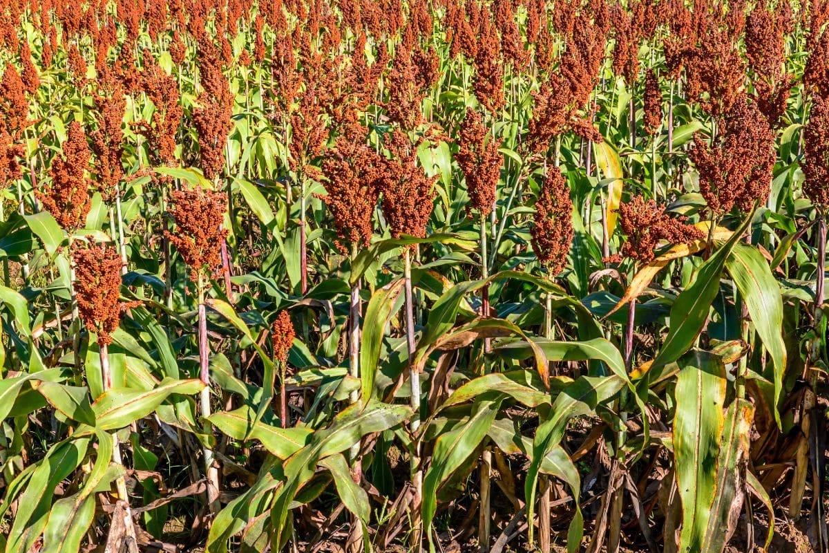 millet en grappe pour oiseaux