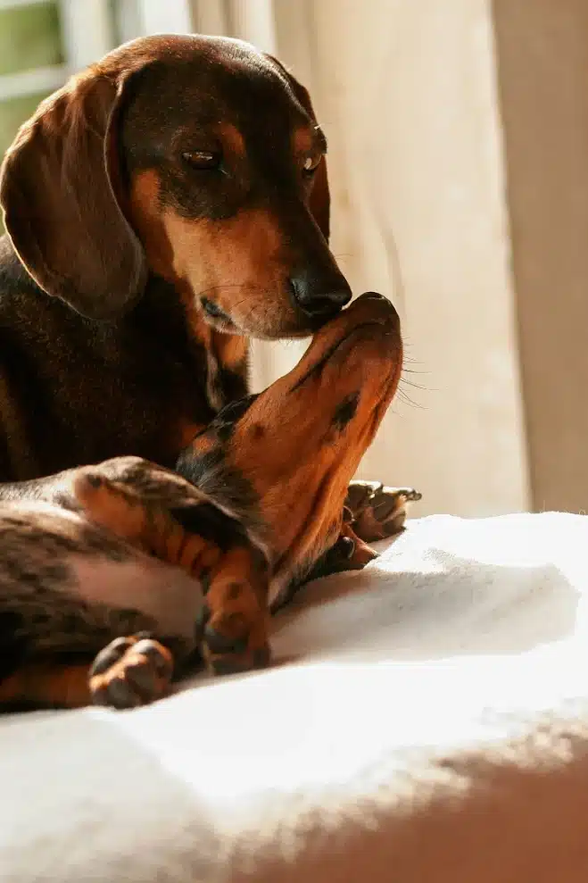 Comment bien choisir un chiot teckel nain avant son adoption ?