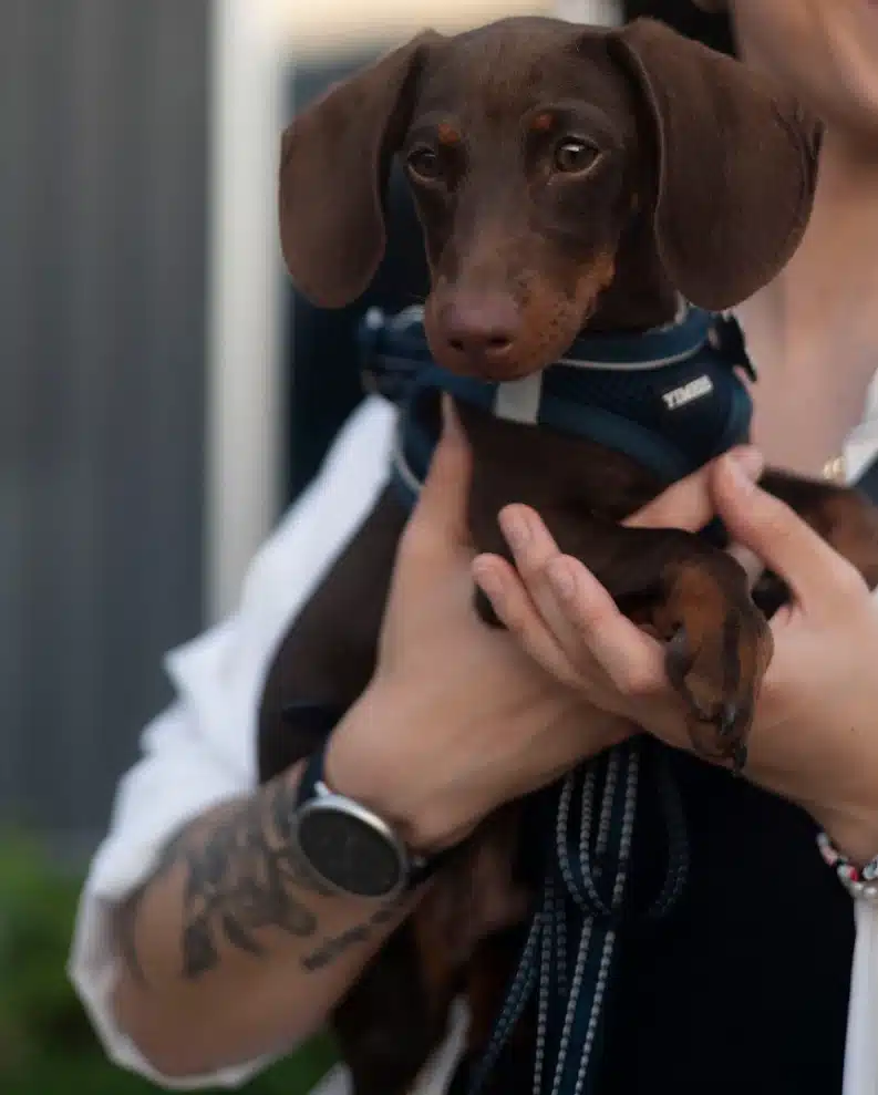 Comment bien choisir un chiot teckel nain avant son adoption ?