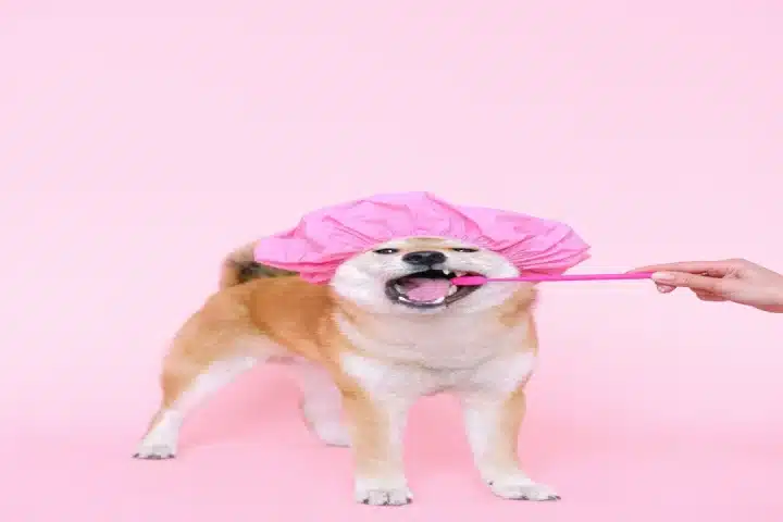 Comment puis-je garder les oreilles de mon chien au sec pendant le bain ?