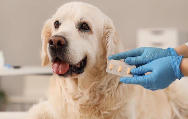 antiparasitaire pour chien