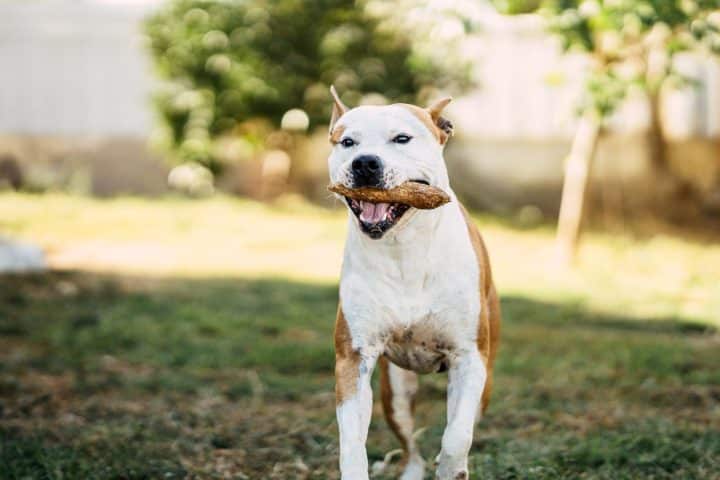 bully stick